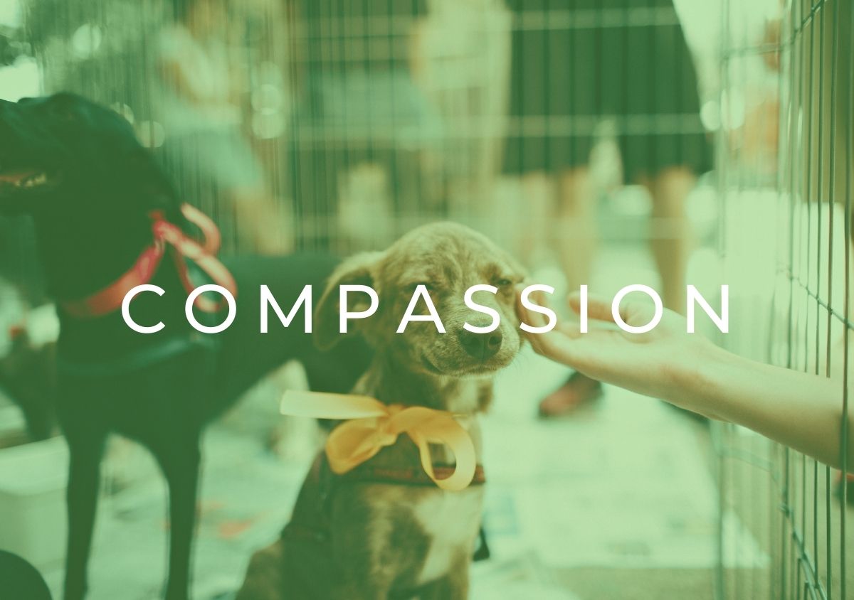heart-chakra-compassion